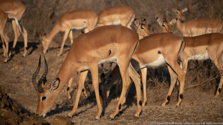Male impala with long curved horns feeds in front of several hornless females in dry woodland.