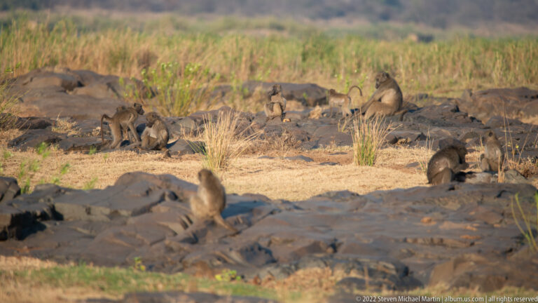 Troop of chacma baboons sits and moves among dark rocks beside reeds at a river margin.
