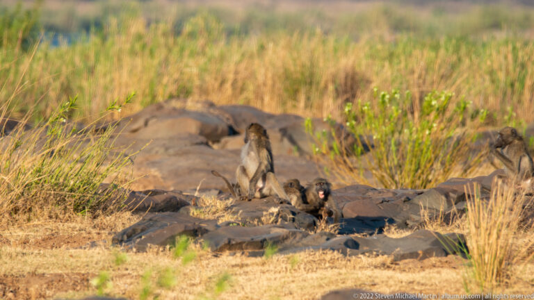 Several chacma baboons rest on dark exposed rocks, with reeds and dry grass surrounding the river margin.