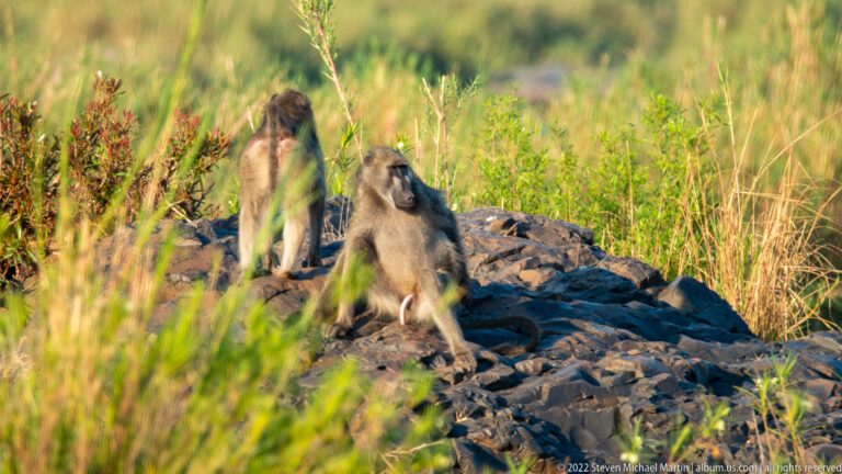Adult chacma baboon sits on dark rocks with a smaller baboon behind it among tall green grass.