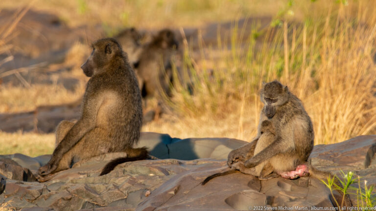 Two chacma baboons sit on sunlit rocks, one facing away and one turned partly toward the camera.