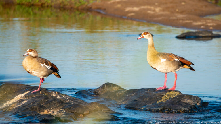 Pair of Egyptian geese stands on dark rocks in shallow water, showing brown eye patches and pink legs.