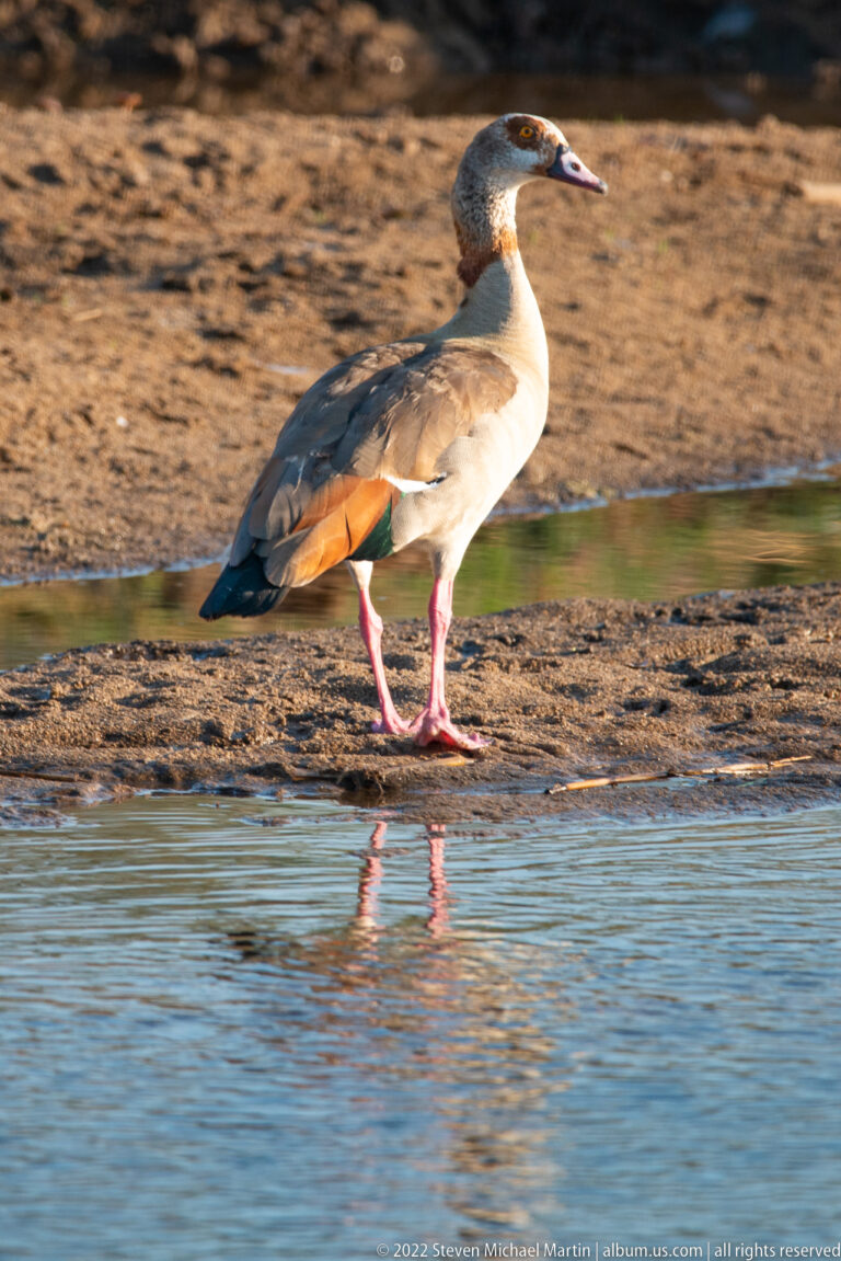 Egyptian goose stands in profile at the water's edge, with its legs and body reflected in the shallows.