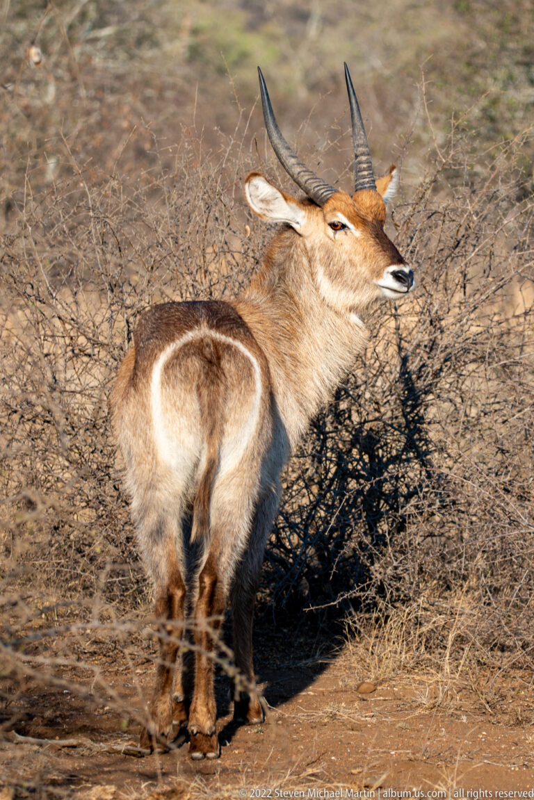 Male waterbuck stands in dry thorn scrub, showing long ringed horns and a bold white ring around the rump.
