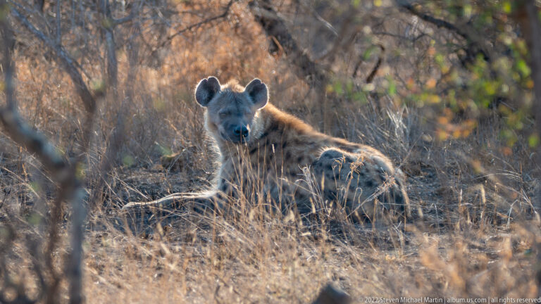 Spotted hyena lies in dry grass beneath brush, facing the camera with rounded ears and dark muzzle visible.