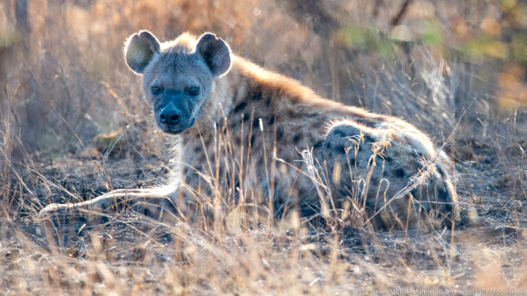 Spotted hyena rests in dry grass facing the camera, with rounded ears, dark muzzle, and spotted flank visible.