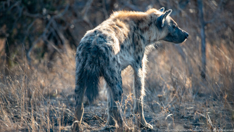 Spotted hyena stands in profile among dry grass, its rounded ears and sloping spotted body edged by sunlight.