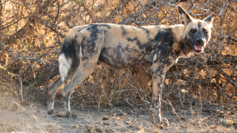 African wild dog stands broadside beside thorn scrub, showing mottled coat, large ears, and white-tipped tail.