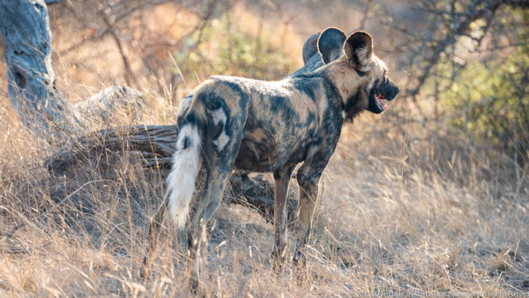 African wild dog stands facing away in dry woodland, with head turned right and white-tipped tail prominent.
