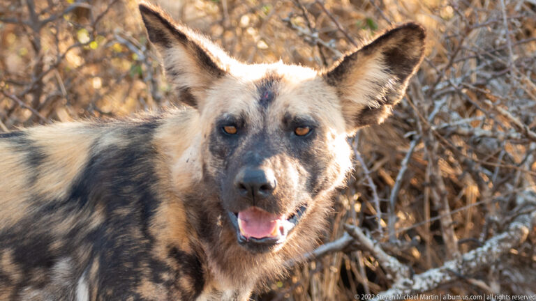 Close frontal portrait of an African wild dog with large rounded ears, amber eyes, black muzzle, and open mouth.