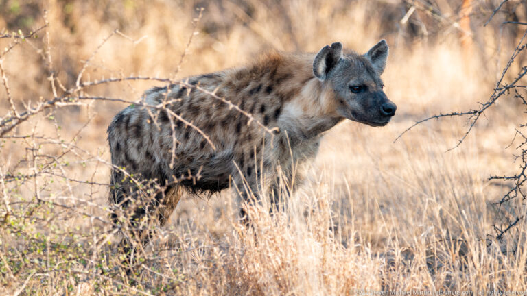 Spotted hyena stands partly behind thorn branches in dry grass, facing right in profile.