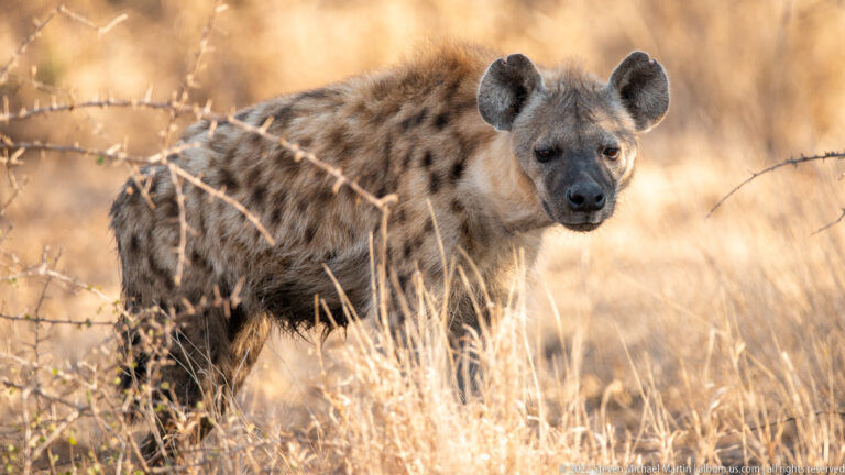 Spotted hyena faces the camera in sunlit dry grass, with thorn branches crossing its spotted body.