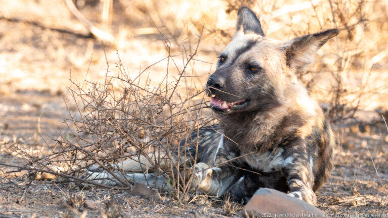 Resting African wild dog lies beside thorn scrub with forelegs extended, head raised, and mouth open.