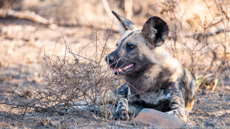 African wild dog lies behind thorn branches with its head turned in profile and mouth slightly open.