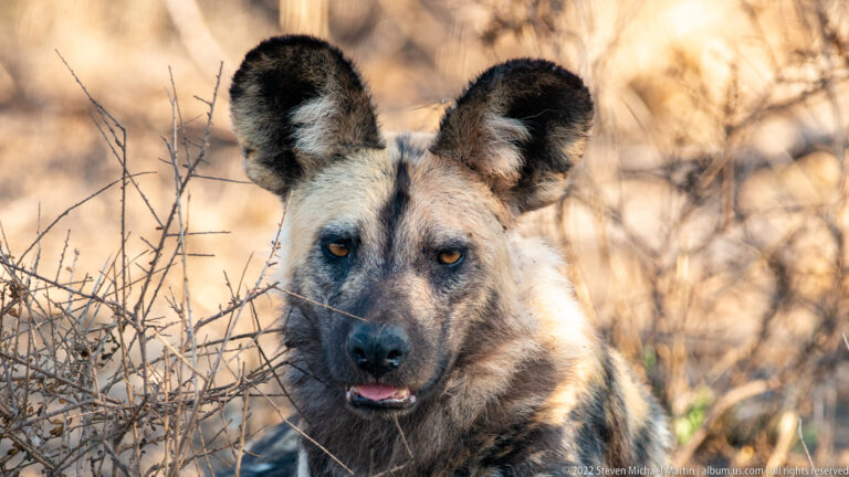 Close frontal view of an African wild dog with huge rounded ears, amber eyes, and dark muzzle behind thin branches.