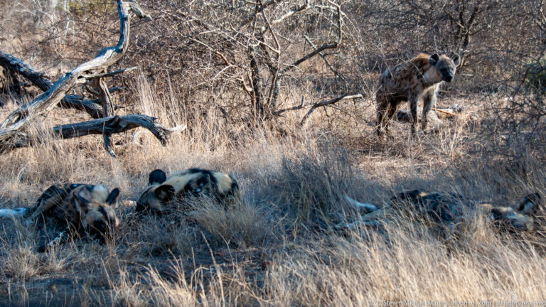 Several African wild dogs rest in dry grass while one mottled dog stands alert among sparse woodland.