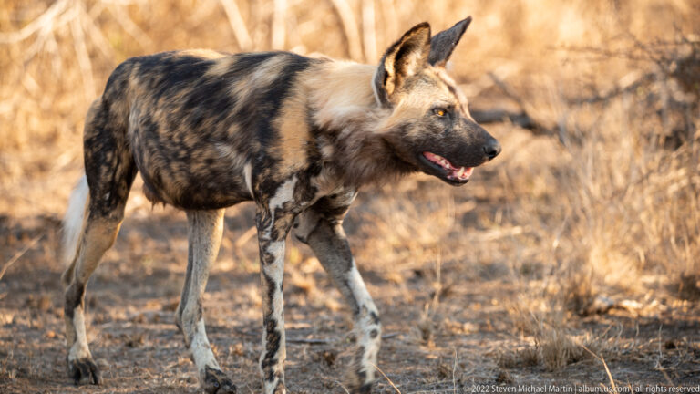 African wild dog walks through dry woodland in profile, one forefoot raised and mottled coat fully visible.