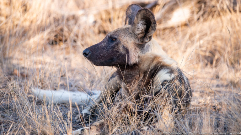 Seated African wild dog looks left from tall dry grass, with large ears and dark muzzle visible.