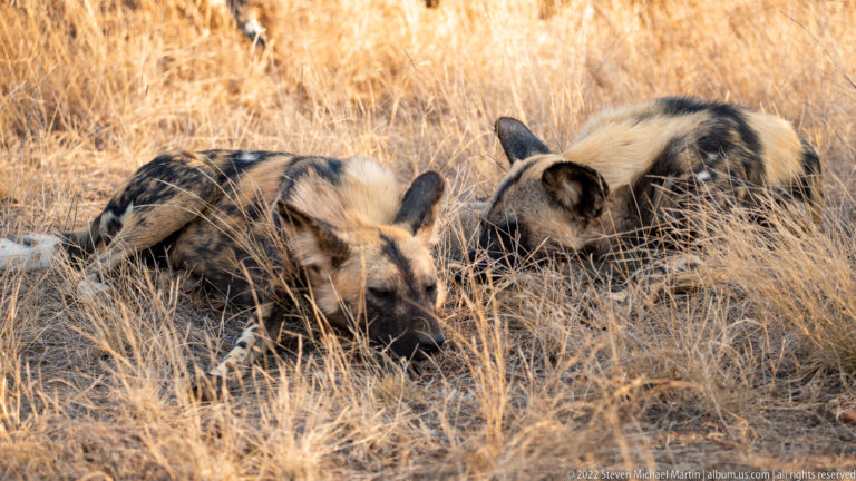 Two African wild dogs sleep curled together in tall dry grass, their mottled coats overlapping.