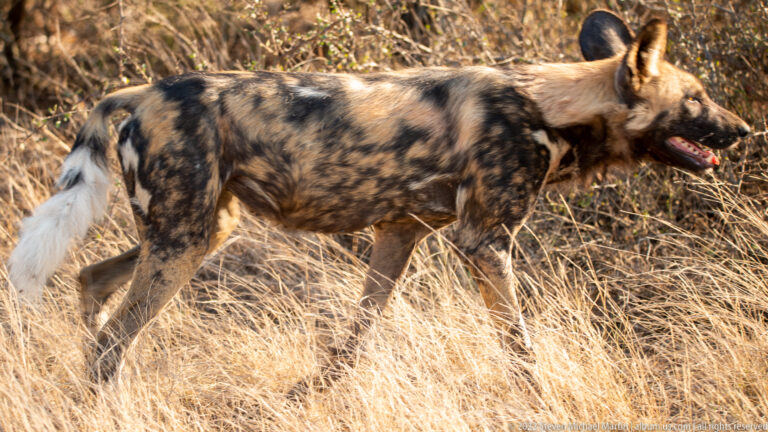 African wild dog walks in profile through tall dry grass, showing mottled coat and white-tipped tail.