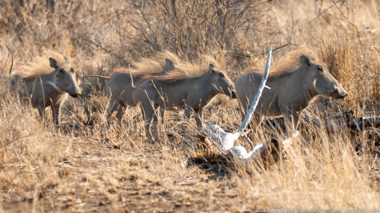 Several warthogs walk through dry scrub beside pale weathered animal remains and a dead branch.