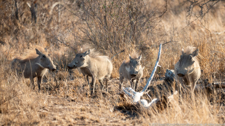 Four warthogs approach through dry grass and scrub, surrounding a pale dead branch and weathered remains.