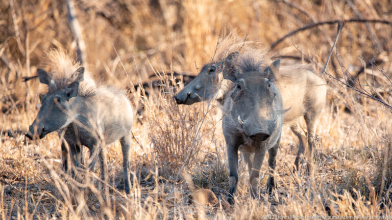 Two warthogs stand alert among dry grass and thorn branches, one facing nearly toward the camera.