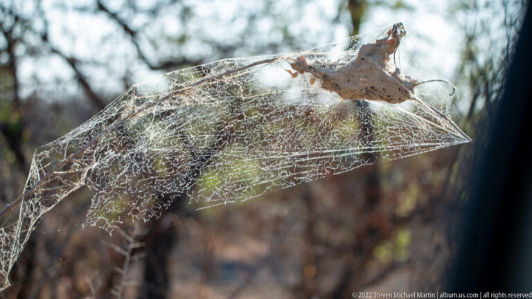Large layered spider web spans branches, with dense white silk, trapped dry leaves, and a broad translucent sheet.