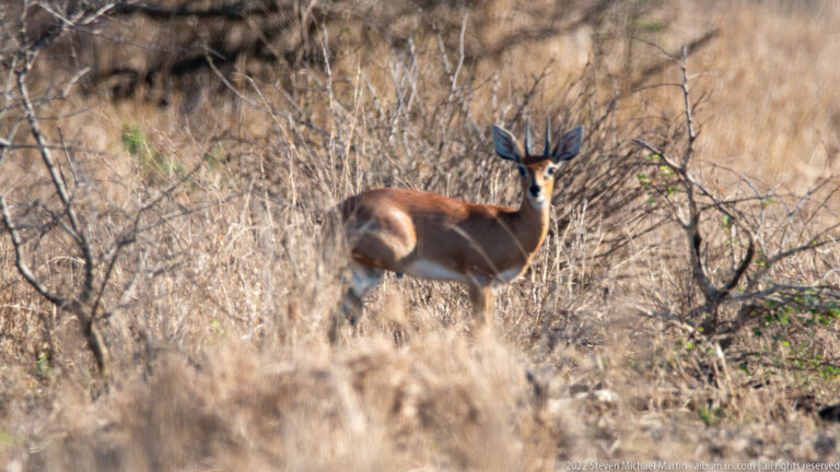 Female impala stands alert in dry thorn scrub, facing the camera with large upright ears.