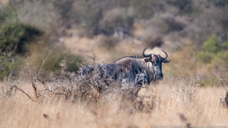 Blue wildebeest stands among low dry brush, showing curved horns, dark mane, and striped gray-brown shoulders.