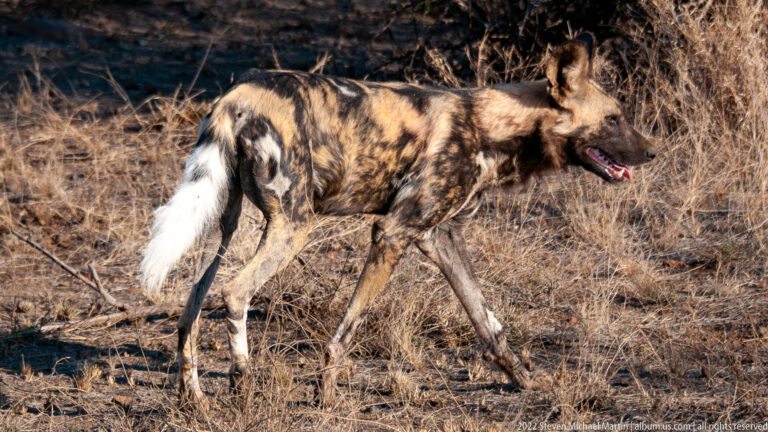 Side view of an African wild dog walking through dry grass, with mottled coat, large ears, and white-tipped tail.