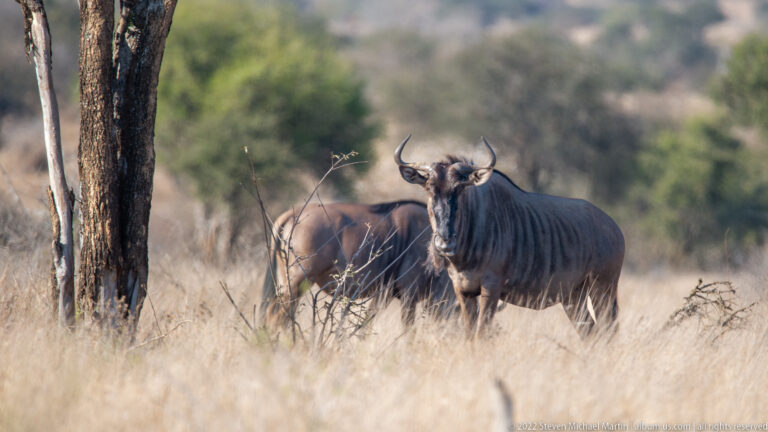 Blue wildebeest faces the camera in dry grassland, with a second antelope partly hidden behind a tree.