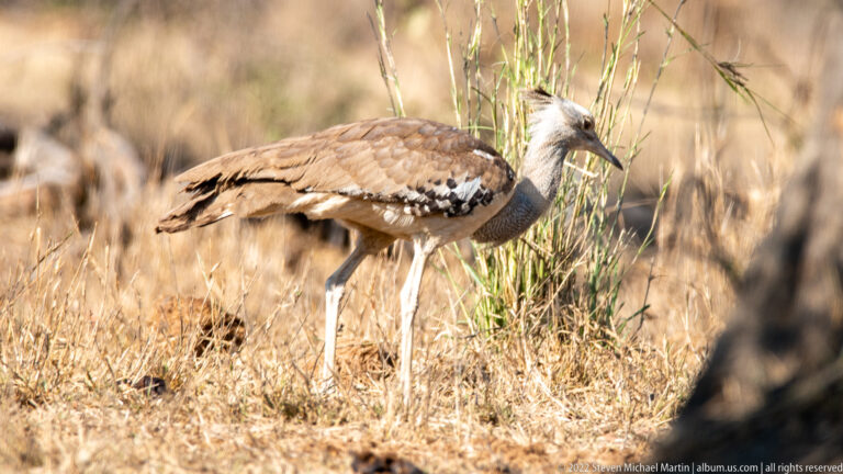 Kori bustard walks in profile through dry grass, showing long pale legs, gray neck, and patterned brown wings.