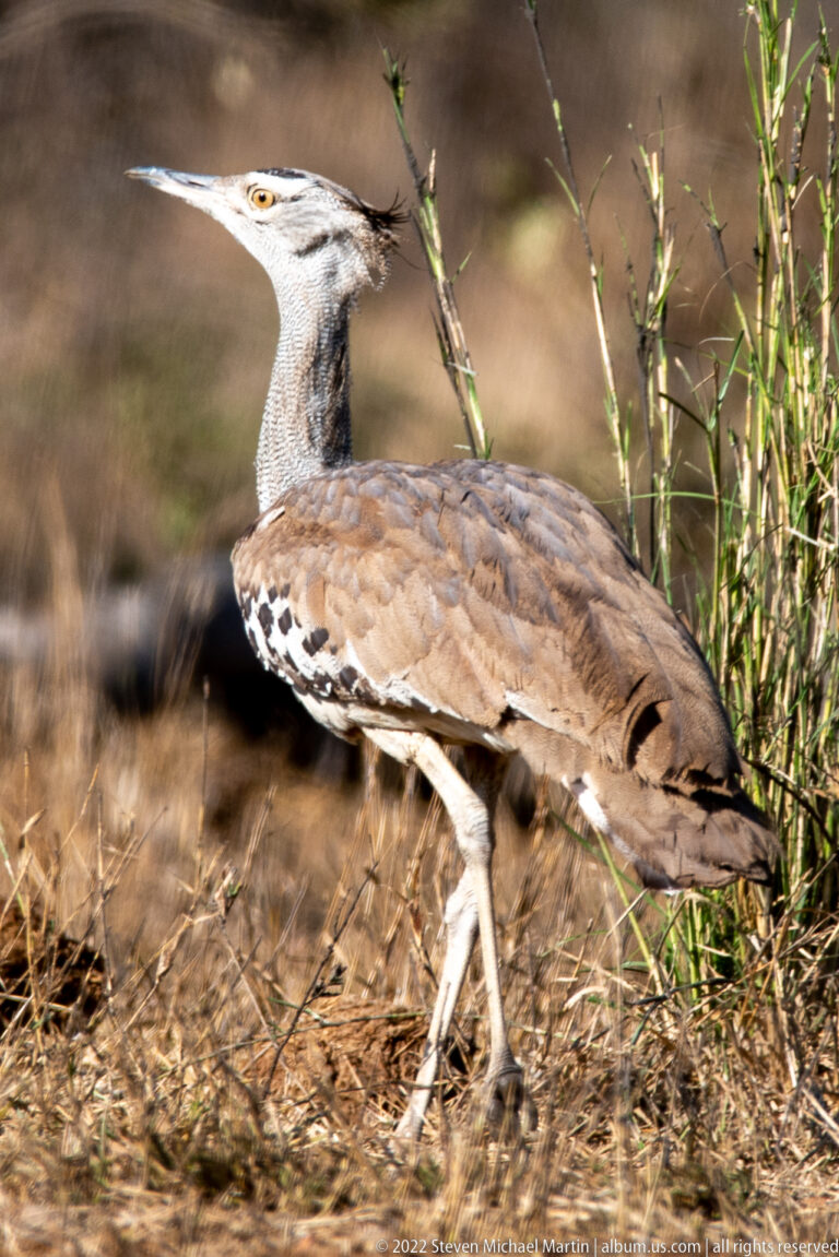 Kori bustard strides in profile beside green stems, with one long leg raised and mottled brown plumage visible.