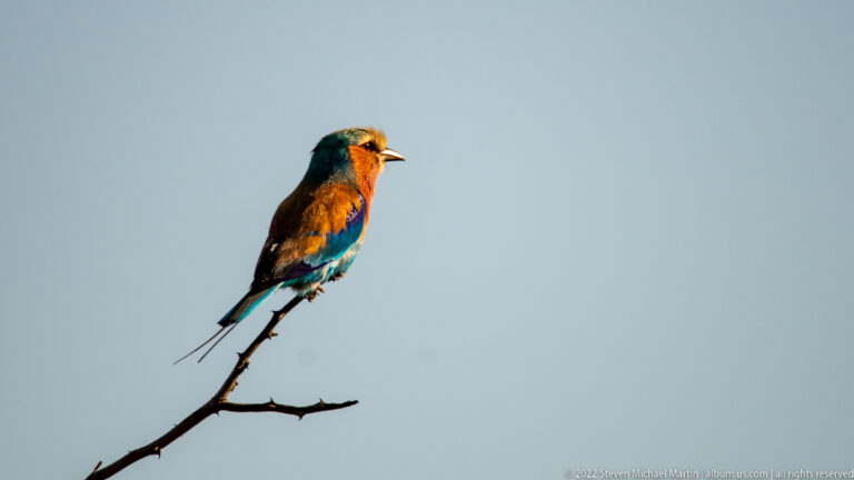 Lilac-breasted roller perches on a bare twig with bill open, turquoise wings and long tail streamers visible.
