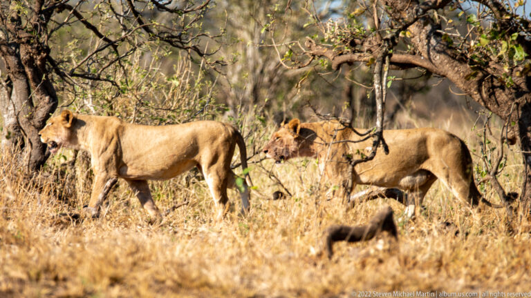 Several tawny lions, led by an adult lioness, walk together through dry woodland beneath low tree branches.