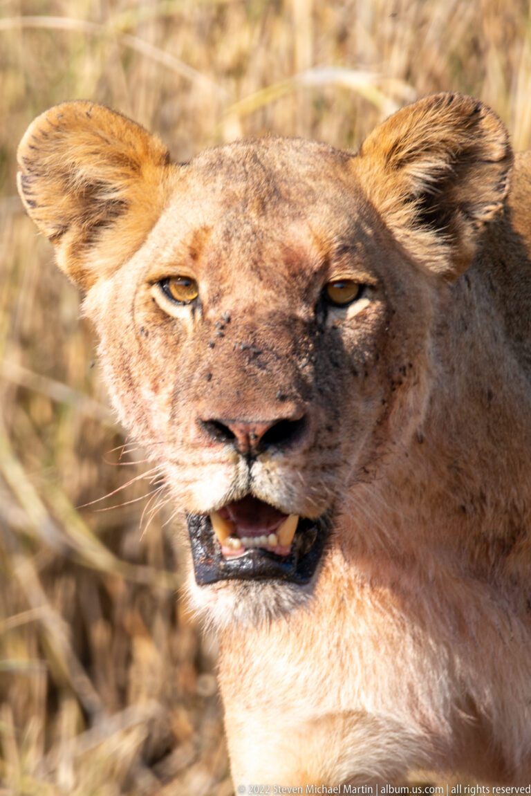 Close head portrait of a lioness with small facial scars, narrowed eyes, and slightly open mouth.