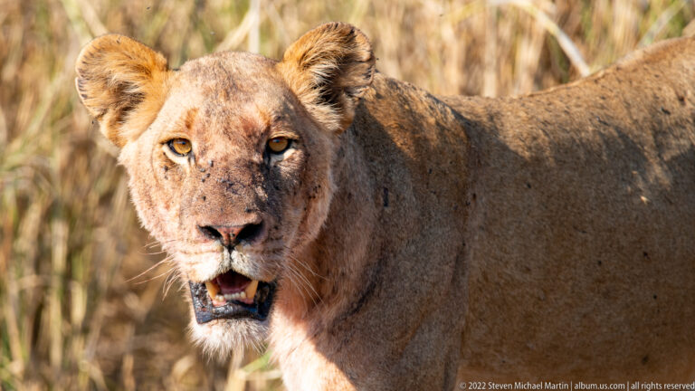 Adult lioness faces the camera beside tall dry grass, mouth open and muscular shoulder visible.