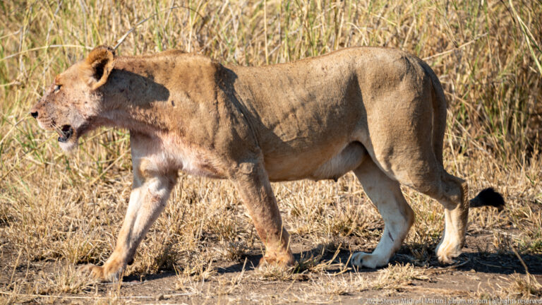 Lioness walks left beside a road, showing muscular body, large paws, and black-tufted tail against tall grass.