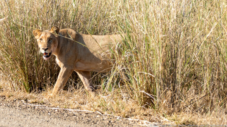 Lioness steps from tall dry grass toward a gravel roadside, one forepaw extended and head facing forward.