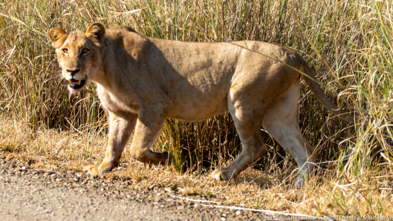 Lioness stands broadside at the edge of tall grass, head turned toward the camera and mouth open.