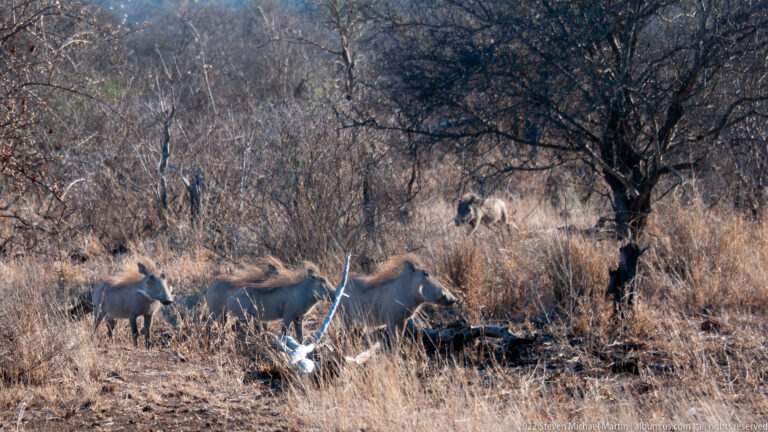 Several warthogs move through dry grass beneath trees, with a mottled African wild dog standing in the background.