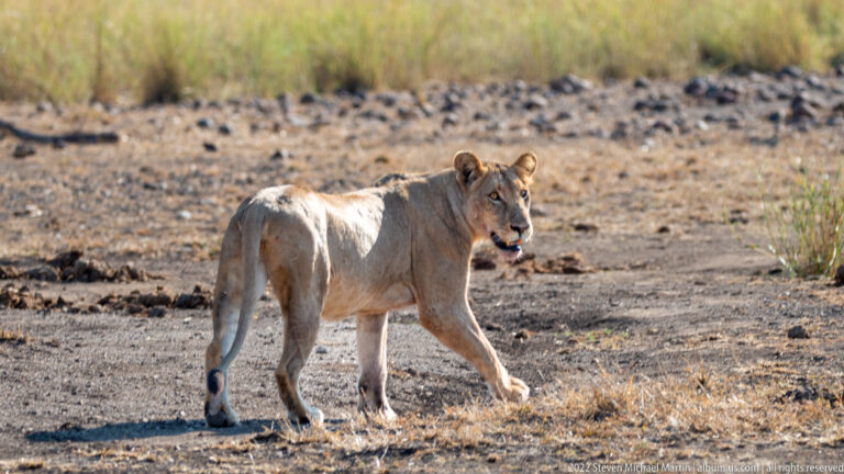 Lioness walks across open dry ground, seen from the rear three-quarter angle while looking back toward the camera.
