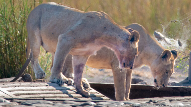 Two lionesses stand close together on a ridged concrete crossing, lowering their heads toward the channel edge.