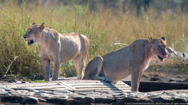 One lioness stands and another sits on a concrete crossing beside tall riverbank grass.