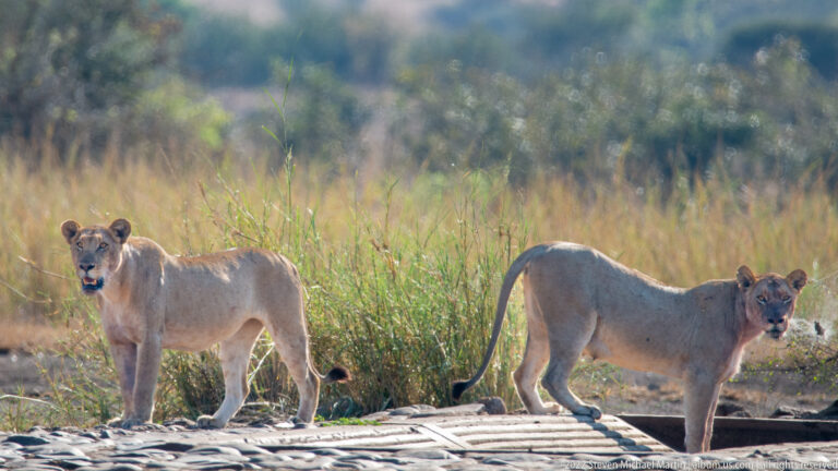 Two lionesses stand alert on a concrete low-water crossing, with tall grass rising behind them.
