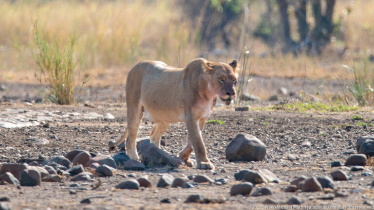 Lioness walks across rocky dry ground near a river margin, one forepaw raised and mouth open.