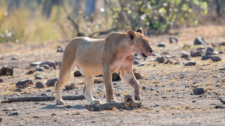 Adult lioness strides in profile across bare rocky ground, with open mouth and dark-tufted tail.