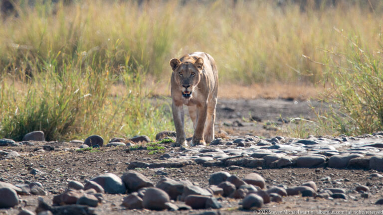 Lioness walks toward the camera across rounded river stones between tall patches of grass.