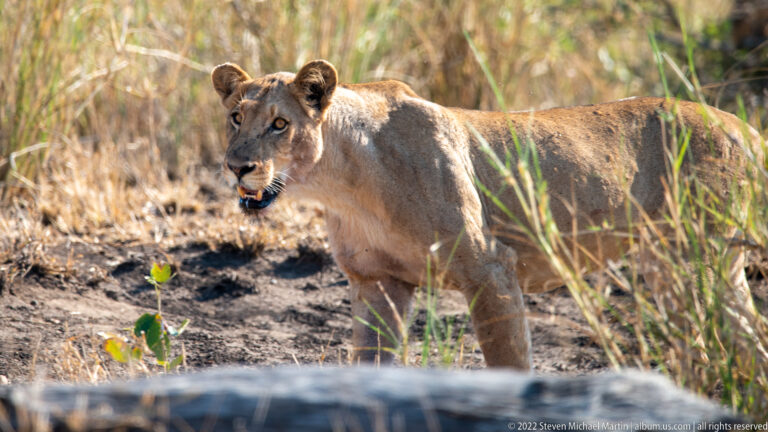 Lioness stands broadside beside tall reeds, turning her head toward the camera near a concrete edge.